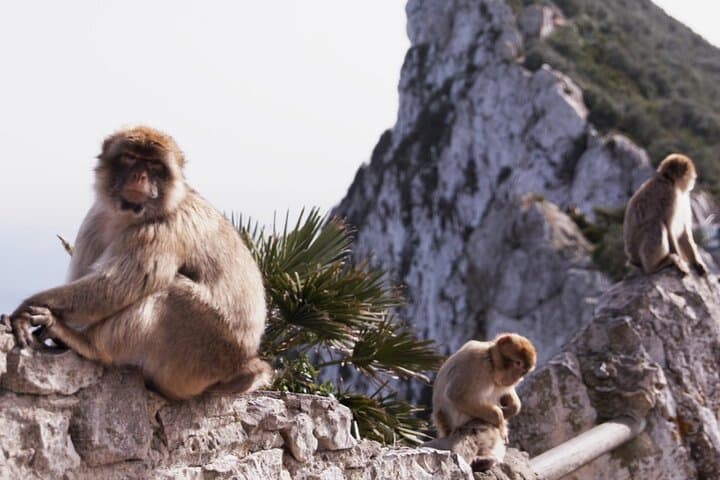 Gibraltar 360° Rock Tour: Europa Point, St Michael's Cave & Great Siege Tunnels photo 3