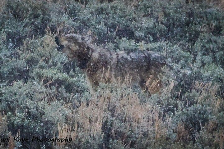 2-Day Private Yellowstone Tour: Upper and Lower Loops with Wildlife & Geysers photo 2