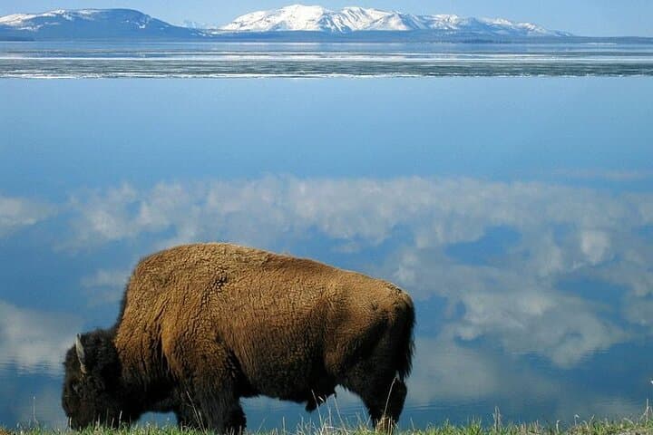 Yellowstone Lower Loop VIP: Full-Day Private Tour to Old Faithful, Grand Prismatic & Hayden Valley photo 2
