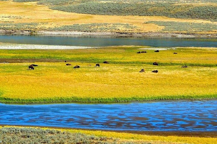 Yellowstone Lower Loop VIP: Full-Day Private Tour to Old Faithful, Grand Prismatic & Hayden Valley photo 4