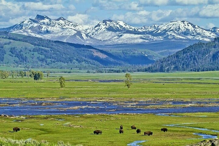 Yellowstone Lower Loop VIP: Full-Day Private Tour to Old Faithful, Grand Prismatic & Hayden Valley photo 6