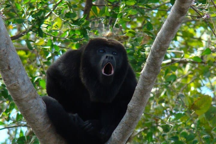 Guayaquil to Churute: Mangrove Canoe and Howler Monkey Hike
