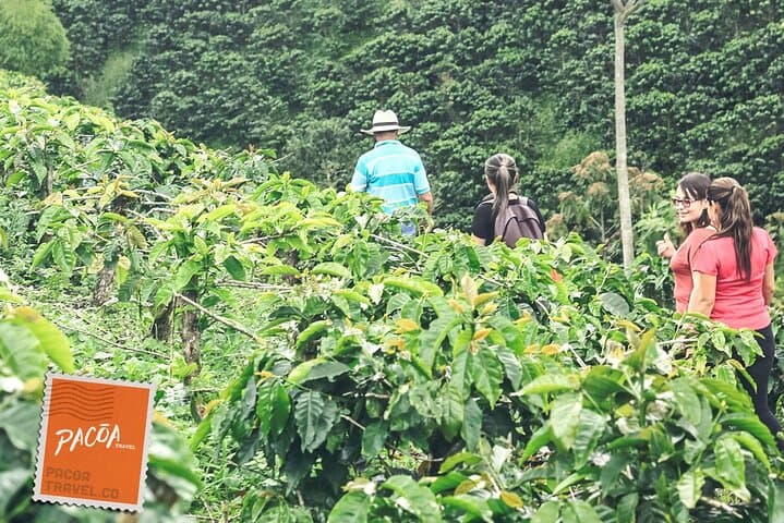 Multisensory Coffee Heritage Tour in Pereira — Farm-to-Cup Experience