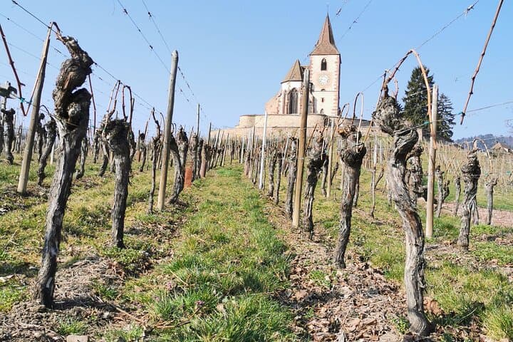 Alsace Wine Route Safari from Colmar — Day Tour with Perfume Workshop photo 3