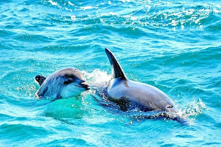 Dreamer Cave & Dolphin-Watching Boat Tour from Albufeira — Algarve Coastal Cruise photo 3