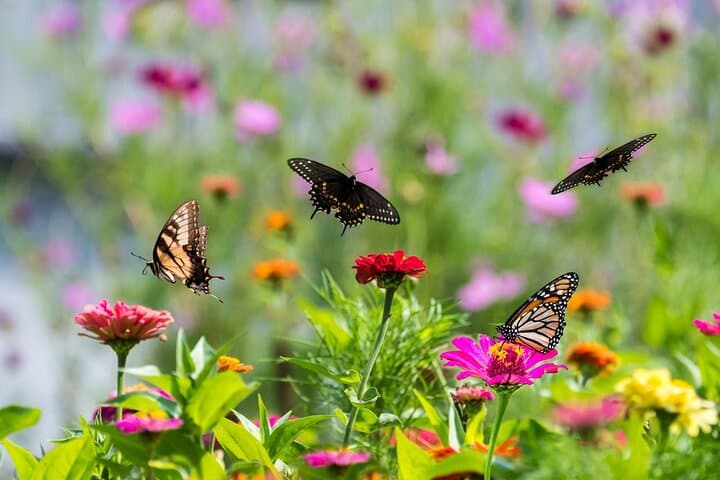 Dubai Butterfly Garden: Skip-the-Line Ticket with Transfer — Visitor Guide photo 2