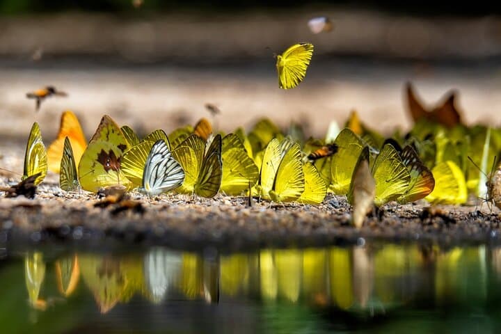 Dubai Butterfly Garden: Skip-the-Line Ticket with Transfer — Visitor Guide photo 5