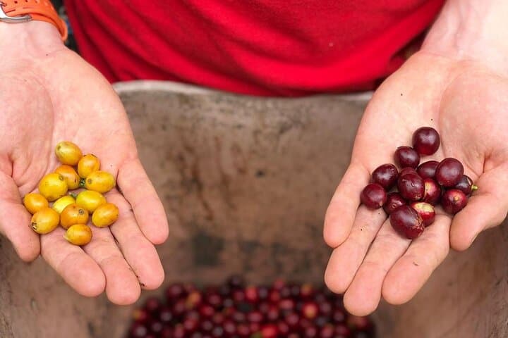 Be a Farmer for a Day: Coffee Farm & Salento Walking Tour photo 3