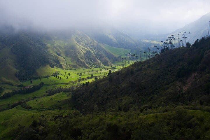 Hike Cocora Valley & Salento: Wax Palms, Coffee Farms, and Andean Trails photo 5