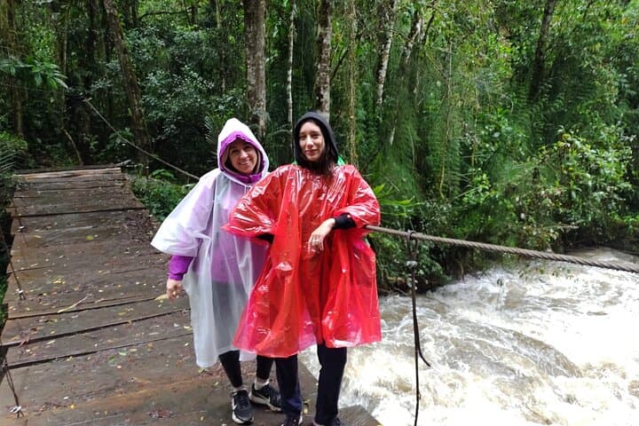 Hike Cocora Valley & Salento: Wax Palms, Coffee Farms, and Andean Trails photo 4