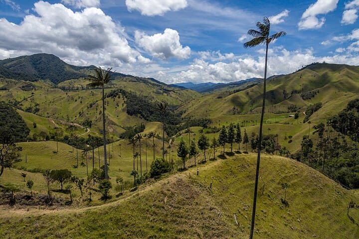 Cocora Valley Hike & Salento Day Tour — Wax Palms, Coffee Farms, Andes Trails photo 2