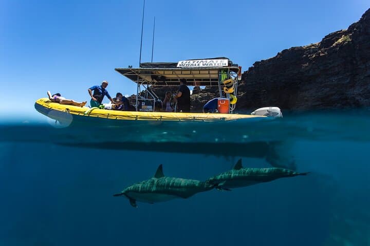 Explore Lanai’s Wild Shores: A Deluxe Dolphin and Snorkel Adventure photo 3