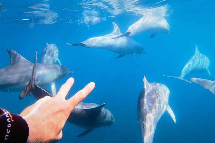 Wild Dolphin Swim Cruise from Glenelg — Swim with Bottlenose Dolphins in Gulf St Vincent