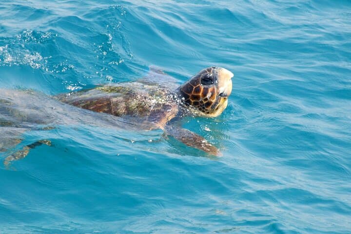 Turtle Cruise to Marathonisi (Turtle Island) & Keri Peninsula — Zakynthos Boat Trip