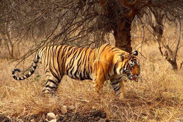 Ranthambhore Tiger Safari and Golden Triangle: 4-Day Private Tour from Delhi photo 3