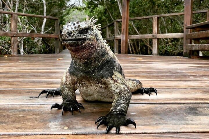 Galapagos Island Hopping: 5-Day Isabela & Los Tuneles Adventure