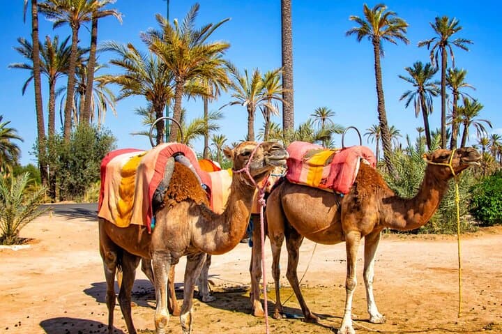 Camel Ride in Marrakech Palmeraie: 1-Hour Private Experience with Mint Tea