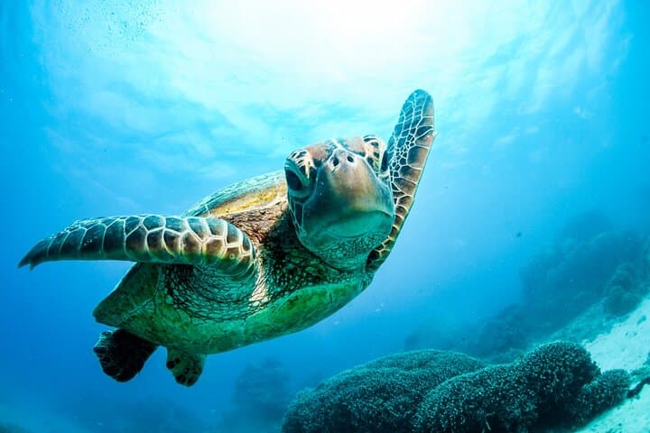 2 Day Great Barrier Reef & Daintree Rainforest: Cape Tribulation 4WD and Outer Reef Snorkel photo 4