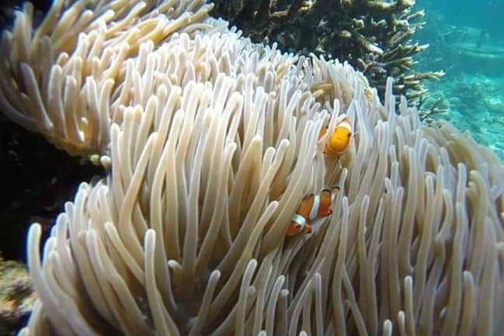 Blue Lagoon Snorkel at Padangbai — Full-Day Tour with Lunch & Guide photo 2