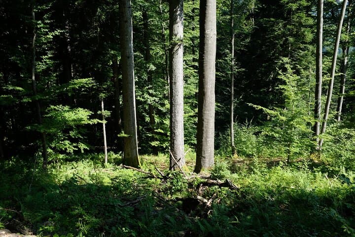 Ljubljana Forest Walk with a Forestry Engineer — Trees, Climate, and Potica photo 3