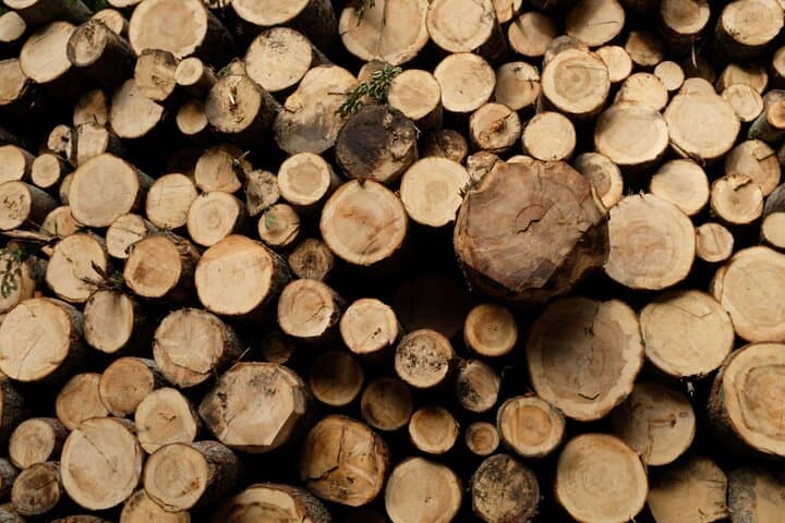 Ljubljana Forest Walk with a Forestry Engineer — Trees, Climate, and Potica photo 4