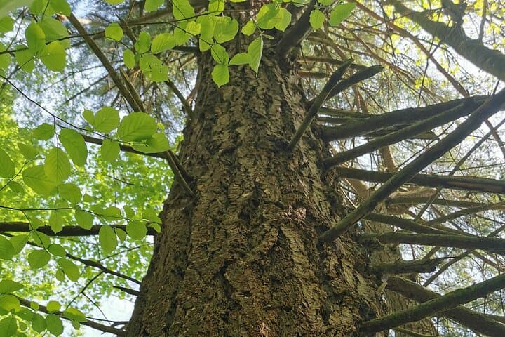 Ljubljana Forest Walk with a Forestry Engineer — Trees, Climate, and Potica photo 5