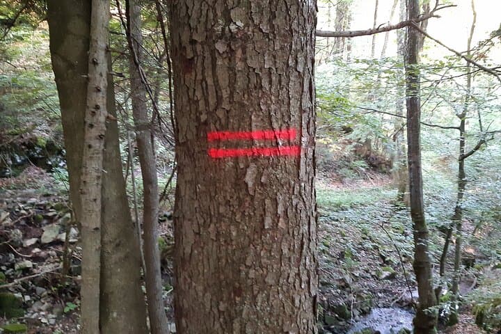 Ljubljana Forest Walk with a Forestry Engineer — Trees, Climate, and Potica photo 6