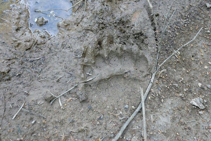 Ljubljana Forest Walk with a Forestry Engineer — Trees, Climate, and Potica photo 2