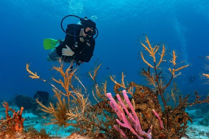 Cozumel Two‑Tank Morning Dive: Drift Reefs, Turtles & the Splendid Toadfish photo 6