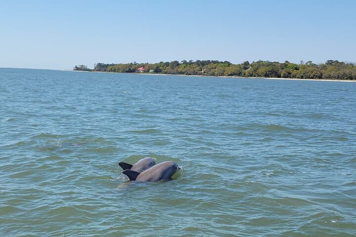 Private Dolphin Boat Tour in Hilton Head Island — Calibogue Sound Close Encounters photo 6