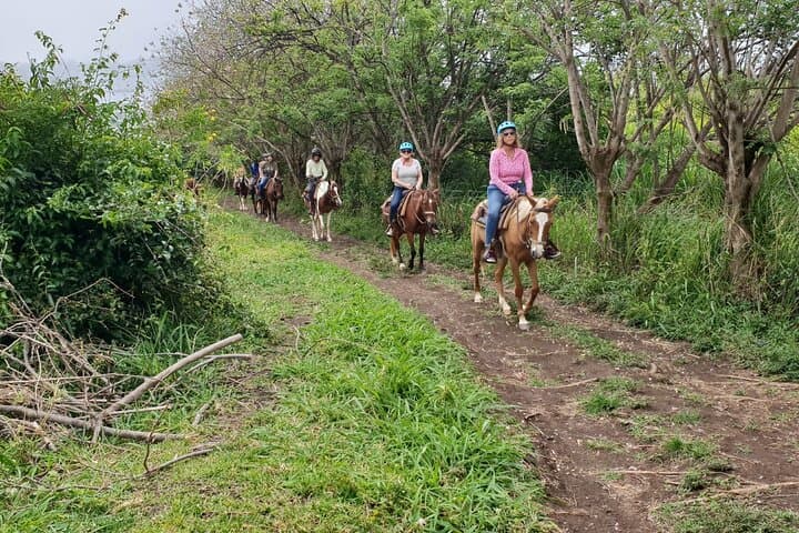 Horseback Riding to Sofa Stone: 3-Hour Nature Trail with Basseterre & Ocean Views photo 3