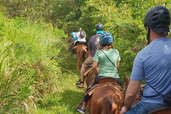 Horseback Riding to Sofa Stone: 3-Hour Nature Trail with Basseterre & Ocean Views photo 5