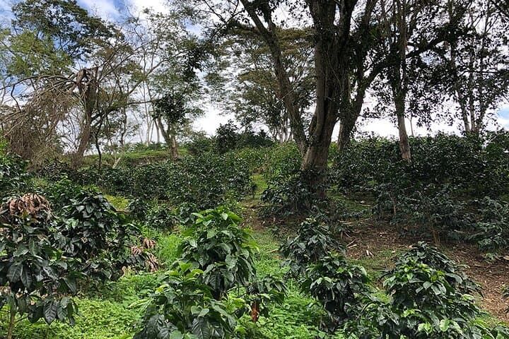 Hike Cocora Valley & Coffee Farm Day Tour from Salento photo 6