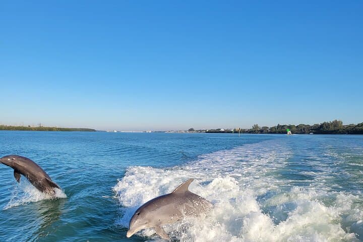 Siesta Key Private Funship: Dolphin Cruise & Sandbar Stops photo 4