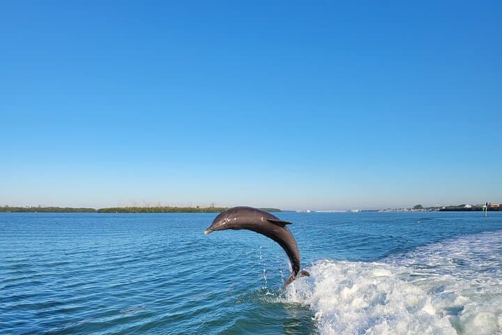 Siesta Key Private Funship: Dolphin Cruise & Sandbar Stops photo 5