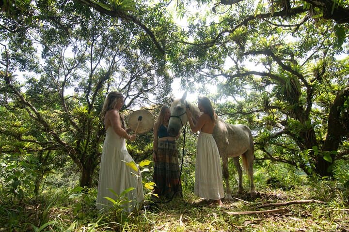 Equine Healing and Hills: Spirit of the Horse Experiences in Limón, Costa Rica photo 4