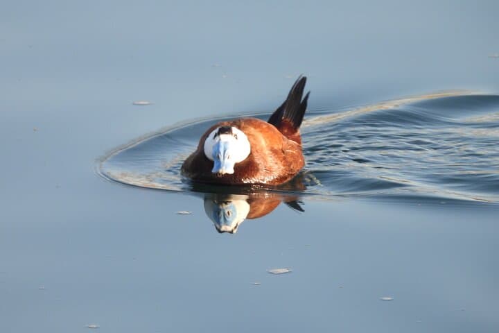 Half-Day Doñana Norte Wildlife Tour — Flamingos, Lynx Habitat & Lagoon Views