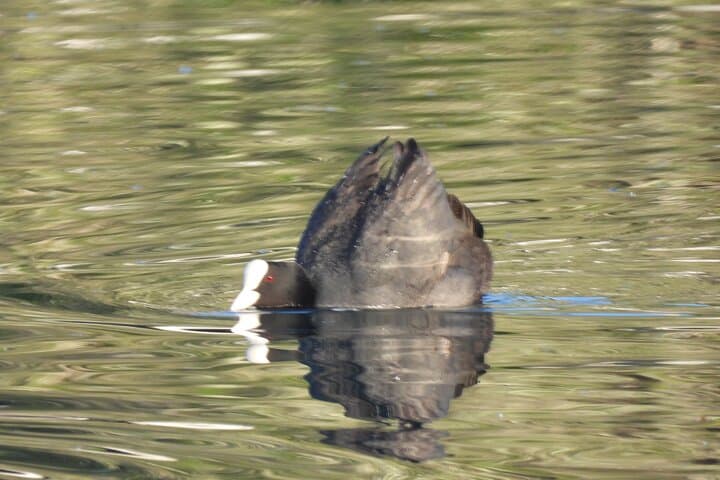 Half-Day Doñana Norte Wildlife Tour — Flamingos, Lynx Habitat & Lagoon Views photo 2