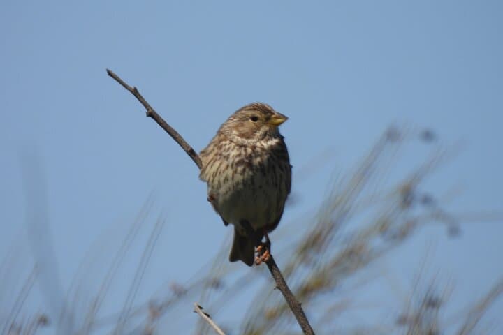 Half-Day Doñana Norte Wildlife Tour — Flamingos, Lynx Habitat & Lagoon Views photo 3