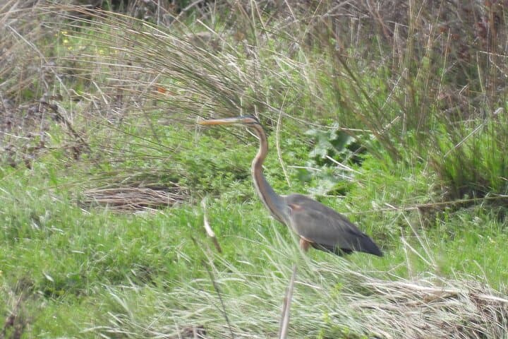 Half-Day Doñana Norte Wildlife Tour — Flamingos, Lynx Habitat & Lagoon Views photo 4