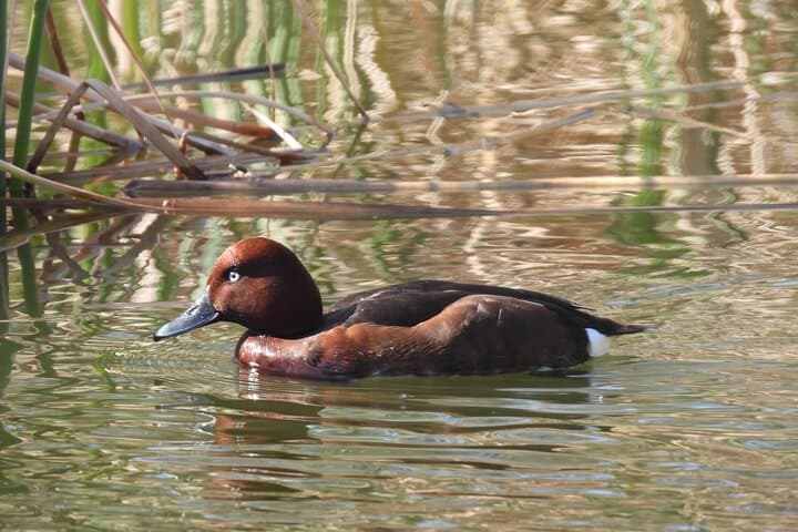 Half-Day Doñana Norte Wildlife Tour — Flamingos, Lynx Habitat & Lagoon Views photo 5