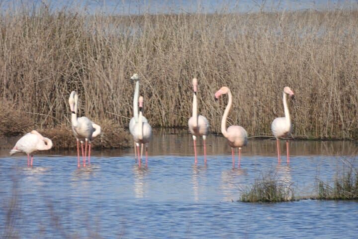 Half-Day Doñana Norte Wildlife Tour — Flamingos, Lynx Habitat & Lagoon Views photo 6