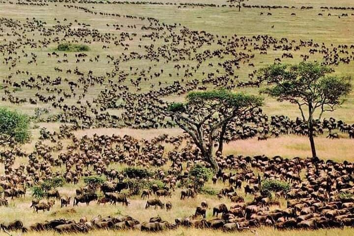 3-Day Masai Mara Safari — Big Five, Wildebeest Migration & Maasai Village Visit photo 1
