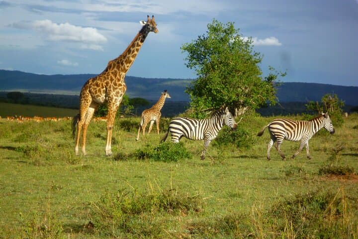 3-Day Masai Mara Safari — Big Five, Wildebeest Migration & Maasai Village Visit photo 2
