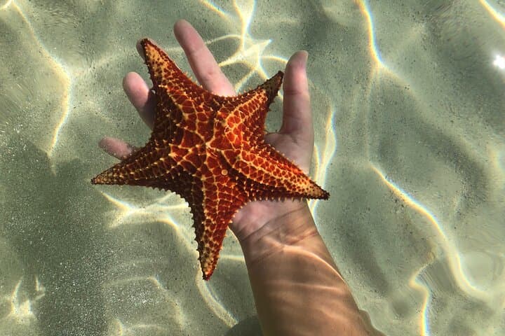 Half-Day Private Boat Charter in Grand Cayman — Stingray Sandbar, Snorkel & Starfish Point photo 4