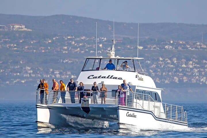 Luxury Whale Watching in Newport Beach: Small Groups on a Fast Catamaran photo 2