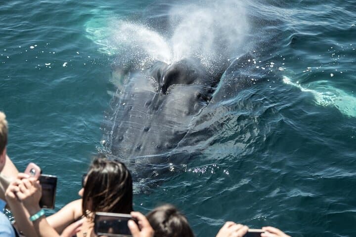 Luxury Whale Watching in Newport Beach: Small Groups on a Fast Catamaran photo 5