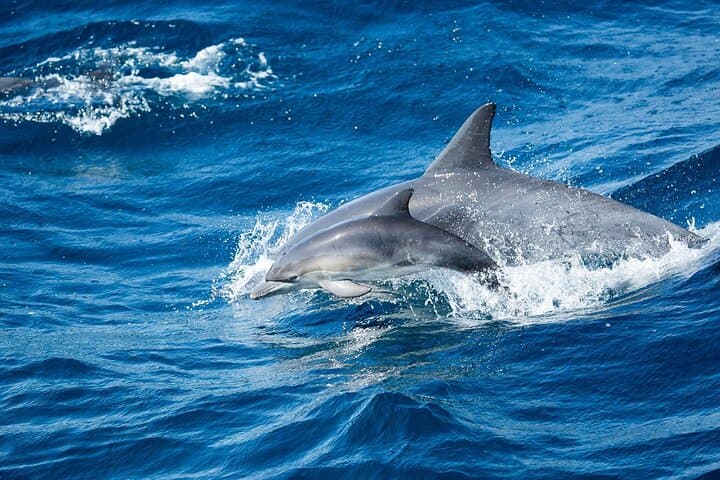 Luxury Whale Watching in Newport Beach: Small Groups on a Fast Catamaran photo 6