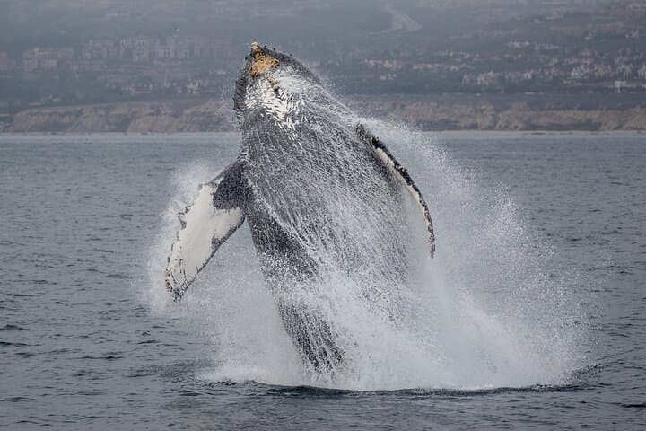 Luxury Whale Watching in Newport Beach: Small Groups on a Fast Catamaran photo 4