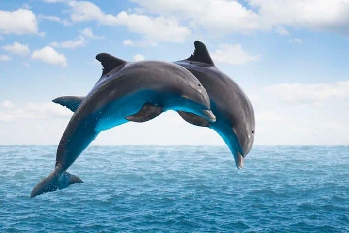 Full-Day Private Dolphin Tour Mauritius: Swim, Snorkel & Ile aux Bénitiers BBQ photo 1